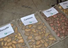Verschillende aardappelrassen van Caithness Potatoes BV.