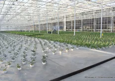 Komkommerplanten en tomatenplanten in de opkweek. De kas is uitgerust met 6000 lux, hijsverwarming en is volledig gegaasd.