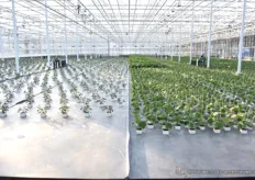 De locatie wordt primair ingezet voor de teelt van warme groentenplanten. Door ook internationaal de juiste klanten te zoeken wordt dit gerealiseerd en wordt de kas optimaal gebruikt.