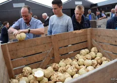Marc van Vooren halveert een knol om de kwaliteit van de afgelopen oogst te bekijken.