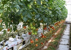 Van een tomatenplant kan bijna een jaar worden geoogst.