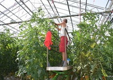 In de toppen van de tomatenplanten ontstaan de nieuwe trosjes.