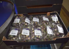 De eerste paarse spruiten kunnen opgehaald worden voor transport richting Lidl
