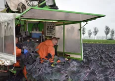 De veldwerkers stoppen de afgesneden spruiten in de oogstmachine