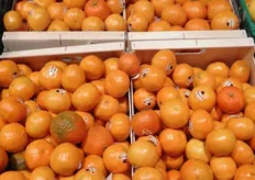 Spaanse clementines, deze kosten 5,10 euro per kilo.