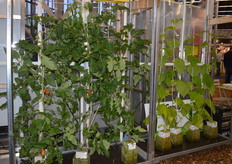 Speciaal voor de Horecava heeft Grow Group voor de beurs planten op laten kweken.