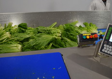 Andijviebladeren op transport