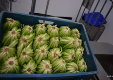 Deze andijvie gaat versneden worden, de stronken worden eerst handmatig afgesneden