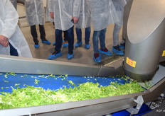 Gesneden andijvie in close up