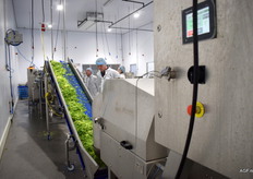 Gesneden andijvie op weg naar de wasunit