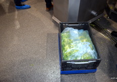 Een krat gesneden andijvie