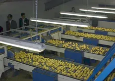 Het sorteren van de aardappelen.