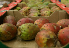 Daarnaast heeft Vroegop-Windig een groot assortiment exoten. Op deze foto zijn cactusperen te zien.