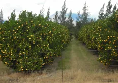 Randolf Aaldijk van Origin Fruit Direct bracht onlangs een bezoek aan Zuid-Afrika om daar de teelt, de oogst en het verpakken van het citrus met eigen ogen te inspecteren.