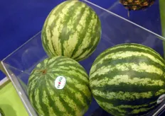 Greenbox is onlangs begonnen met eigen import van watermeloenen uit Ecuador. Het is het eerste jaar dat Greenbox deze watermeloenen van Tropic Sweet importeert