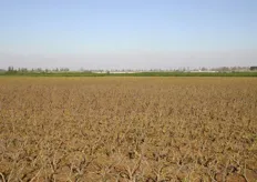 Zicht op het gedeelte van de plantage dat wordt gebruikt voor de teelt van perziken.