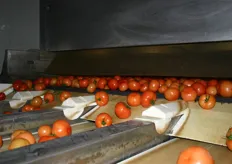 In het pakstation van tomatengigant AZRO