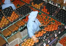 De tomaten worden met de hand gesorteerd op kleur, sortering en kwaliteit. Dit zou gemakkelijk kunnen worden geautomatiseerd, maar dit zou ten koste gaan van de werkgelegenheid.