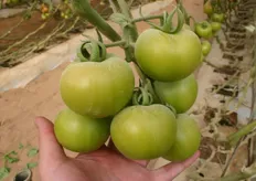 De tomaten worden met zwavel besproeid ter bescherming van meeldauw