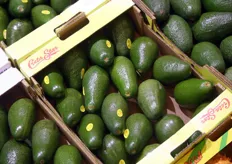 Avocado's van Creta Star kunnen ook in Brussel worden gevonden.
