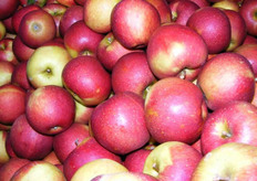 Op maat gesorteerde Wellant® in de voorraadkist