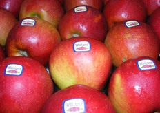 Gestickerd en let op de lichte verruwing aan de neus, wat een raseigenschap is.