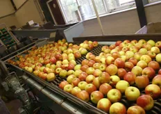 Het sorteren van de appelen.