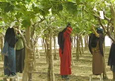 Het Egyptische druivenseizoen zal naar verwachting een aantal weken later dan gepland van start gaan. Eric van Hoeckel van Origin Fruit Direct bracht onlangs een bezoek aan Egypte en maakte een uitgebreide fotoreportage voor agf.nl over de druiventeelt.