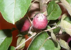 De vruchten zijn roodvlezig en eetbaar.