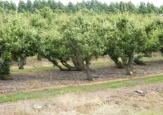 Oude rustende perenbomen in Wijdenes.