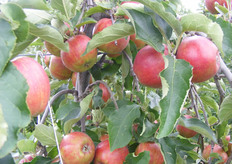 Bomen in het 5e groeijaar. Let op de goede kleuring ook binnen in de boom.