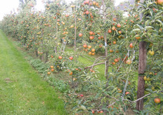 Verschil in groei en kleuring door muizenschade.