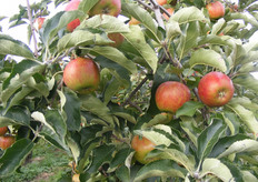 Typisch streperige Jonagold kleuring.