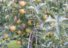 "Ter vergelijking een Early Queen, "Boerekamp", geplant als boetboom."