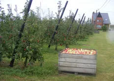 Aanplant Belgica, op dit moment is er ong. 1200 hectare aangeplant.