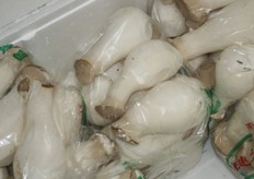 Paddestoelen. Wie weet wat dit zijn?