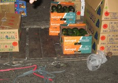 Zuid-Afrikaanse avocado's