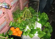 3 hoekige watermeloen uit Taiwan