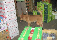 HACCP hebben ze nooit van gehoord