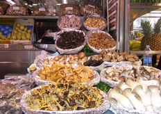 Allerlei paddenstoelen