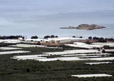 In 2006 werd op het Griekse eiland Kreta de coöperatie Platanos Agricultural opgericht. Het pakstation ligt in Platanos, het groentengebied van Kreta.