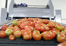 Platanos Agricultural heeft voor het sorteren en verpakken van haar groenten haar vertrouwen geschonken aan de machineleveranciers Aweta en Ulma. Op deze foto de sorteerlijn van Aweta.