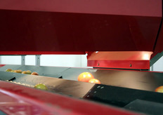 Kwaliteitscontrole van de tomaten.