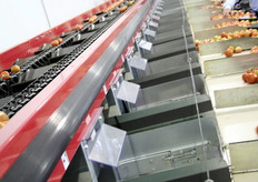 Sorteren op maat om vervolgens met de hand verpakt te worden.