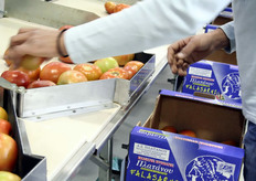 Het leggen van de tomaten in de dozen.