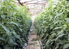 Tomatenkas in Platanos.