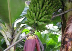 Een tros bananen met de kenmerkende donkerrode bloem.