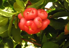 De exotische fruitsoort Djamboe aer (Syzygium aqueum)