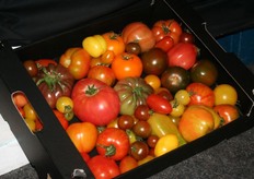 Prachtige Inca tomaten.