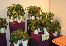 Pick a Tom en Pick a Pep.